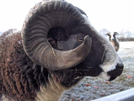 JACOB SHEEP RAM