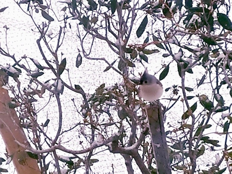 Tufted Titmouse Cheerful Despite Winter Storm