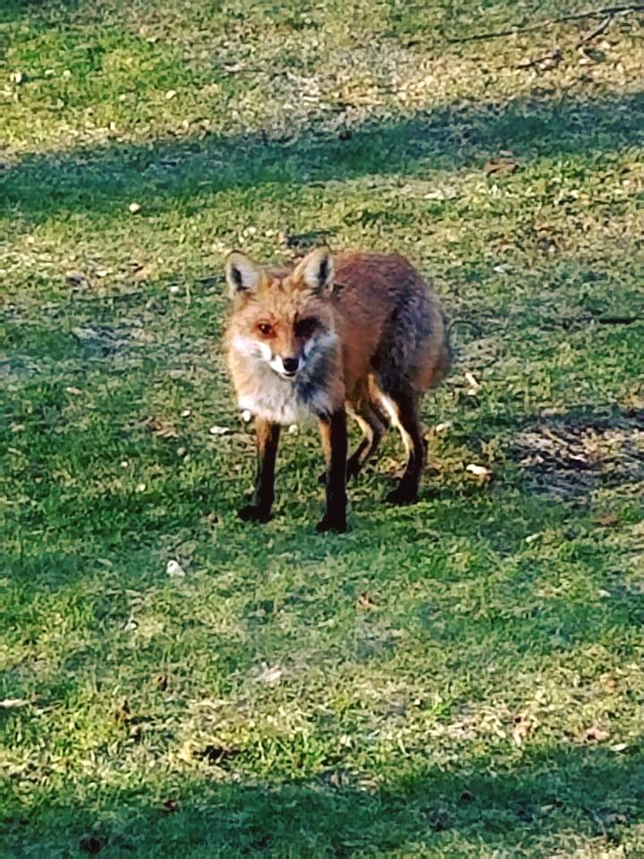 Fantastic Mr. Fox Pays Me A Visit