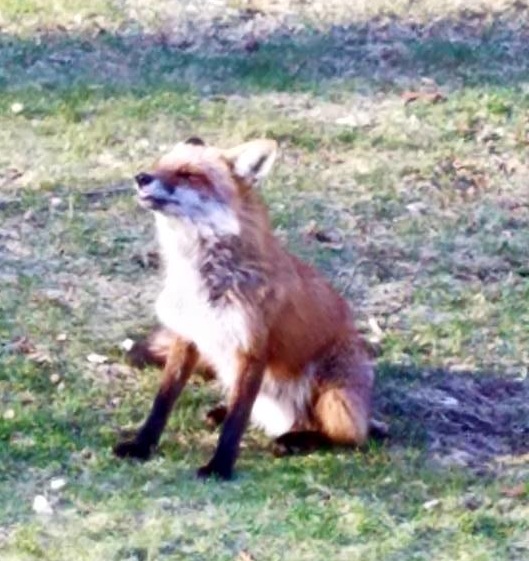 Fox Bathing in Morning Sun