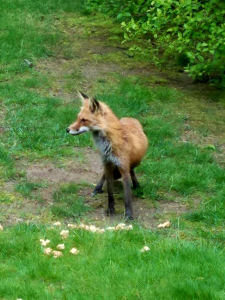 Fox on Alert