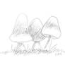 Mushrooms