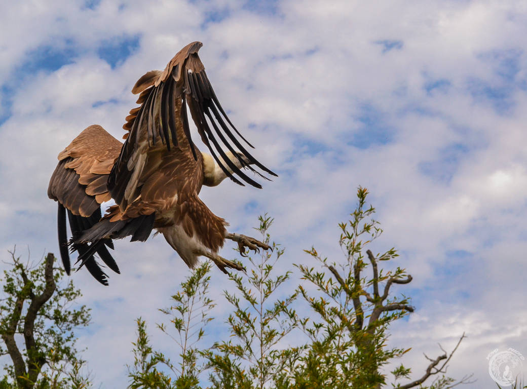 Vautour By Yoyo41 On Deviantart Vautour By Yoyo41 On Deviantart