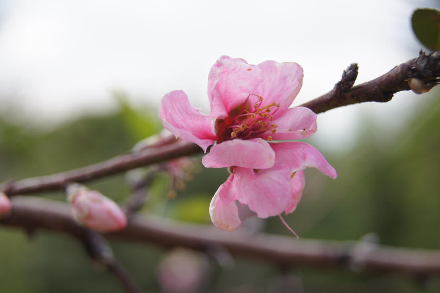 fow flow flower #2 by javier1080 on DeviantArt