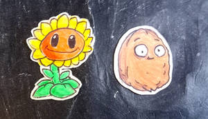 Sunflower and Wallnut Drawings