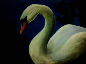 swan....