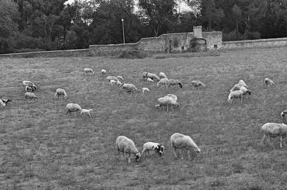 Sheep along the Appian Way (Via Appia) Rome