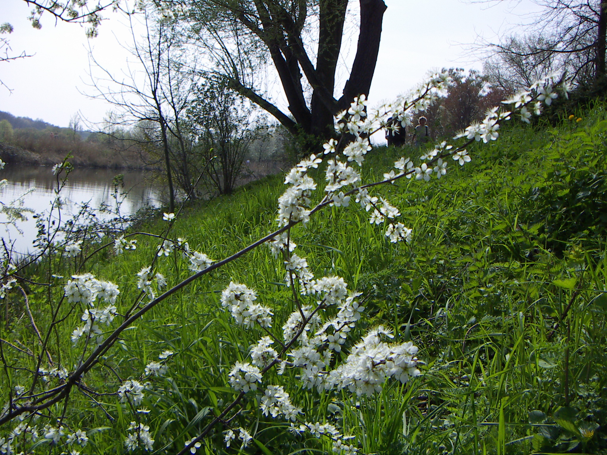 white flowers