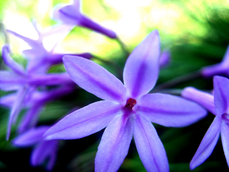 Purple star