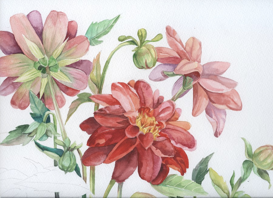 Dahlias