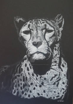 Cheetah