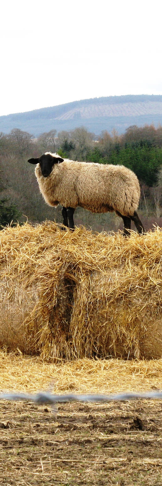 Another Sheep Another Sheep by u04elw2 on DeviantArt