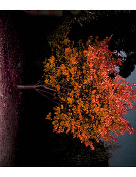 Brightness of a tree at night