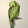 Ink Drawing - Ringneck at Rest