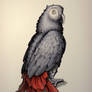 Ink Drawing - African Grey