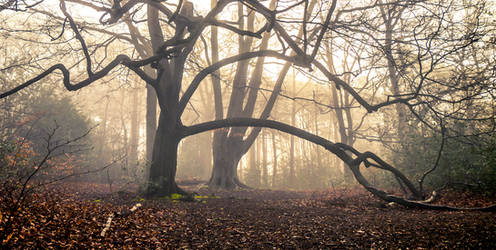 Guardians of the woodland