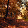 Autumn by AlexandruGatea on DeviantArt