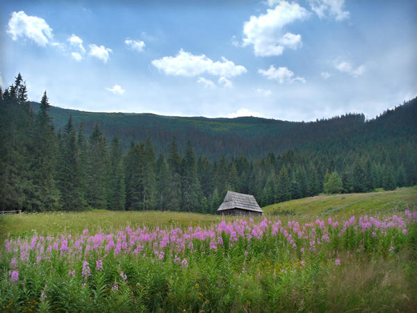 Old House On The Hill