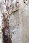 Ifi's Texture 52 by IfispiritStock