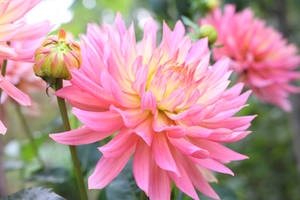 Ifi's stock flowers 3 by IfispiritStock Ifi's stock flowers 3 by IfispiritStock