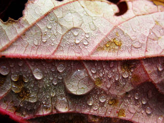 Rain on oak leaf