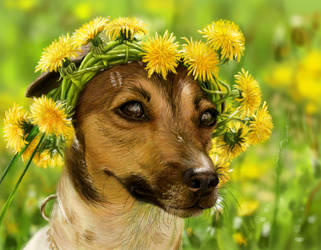 in dandelions