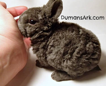 Astres Rabbit Explore the Best Astrex Art | DeviantArt