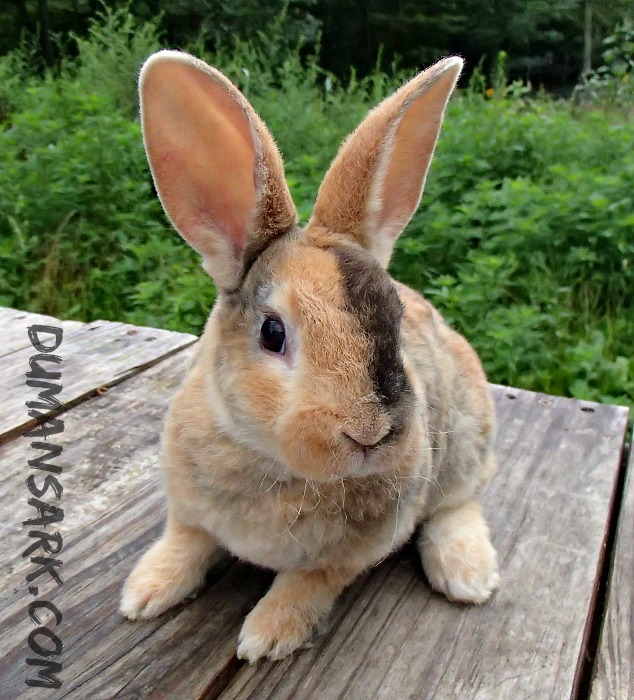 Harlequin colored Astrex Rabbit