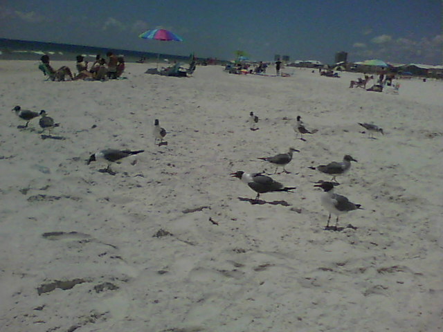 Gaggle of Gulls at the Gulf