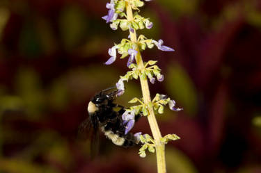 Bee on Flower 8