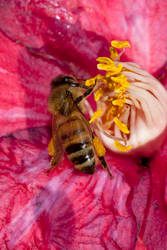 Bee on Flower 2