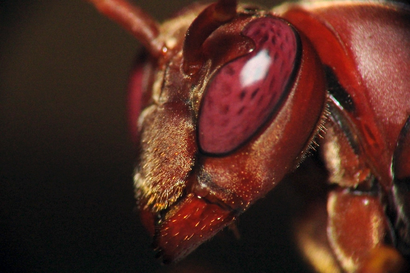 Wasp Head Shot