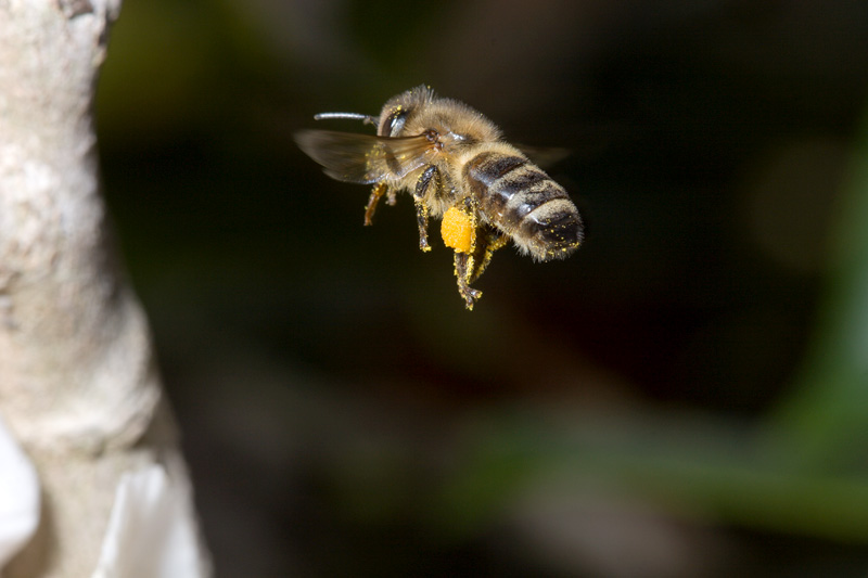 Honey Bee Hovering 2