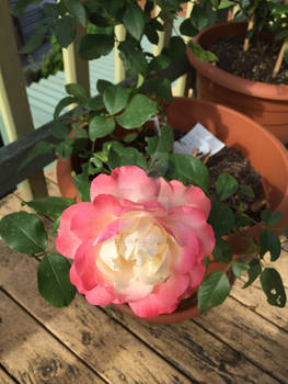 A large rose in bloom.