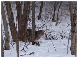 Feral cat