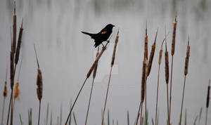 Red Wing Black Bird By Followintheblackbird