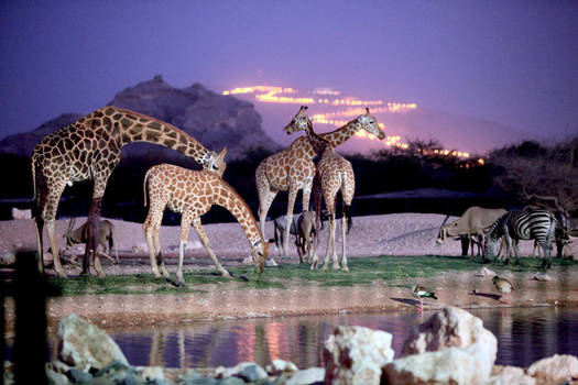 Al Ain Zoo