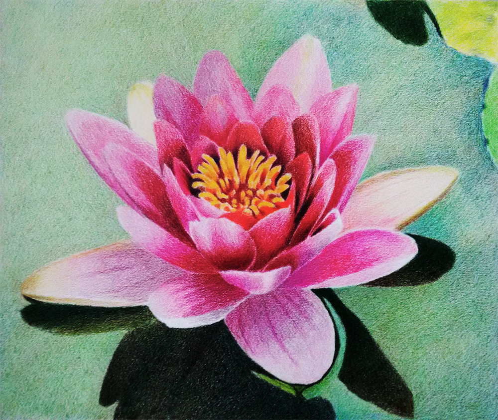 Water lily - Prismacolor Colored pencil - layering