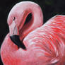 Flamingo -- Oil on canvas