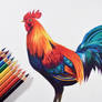 A Rooster - FC polychromos pencils.