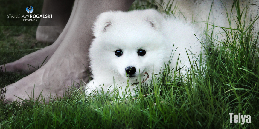 Teiya our Japanese Spitz