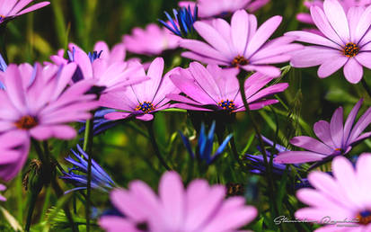 Wild Flowers Photo 6