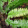 Ferns in the Pacific Northwes