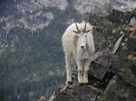 Mountain Goat by yomamaphat