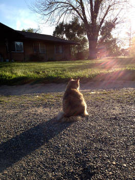 sitting in the sun