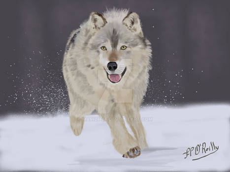 Wolf running in the snow