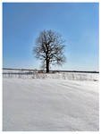 Frozen Tree 2 by JLenoir