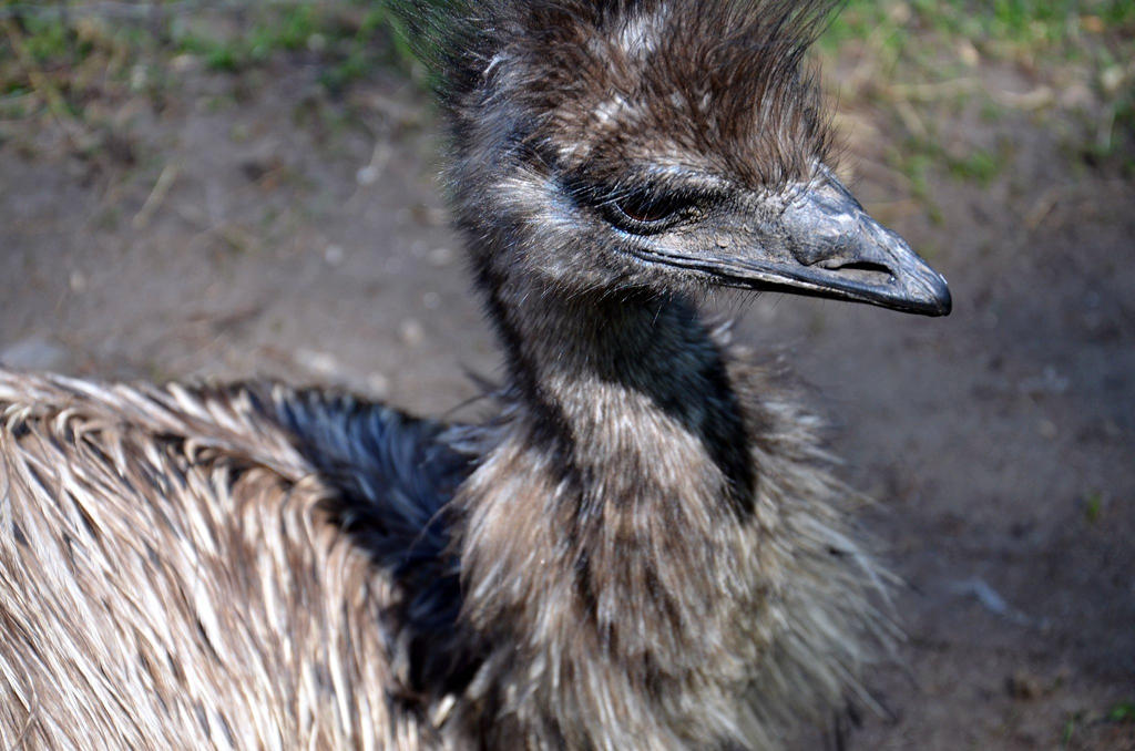 Beaky by SimpleShutter on DeviantArt
