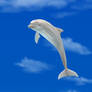 Apollo The White Dolphin