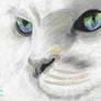 white cat